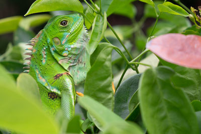 Close-up of lizard on plant