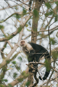 Monkey sitting on tree