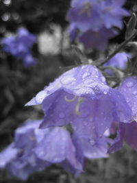 Close-up of water drops on leaf