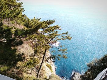 High angle view of tree by sea against sky