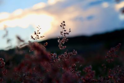 Close-up of plant against sky during sunset