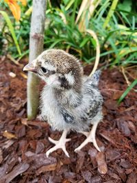 Close-up of chick