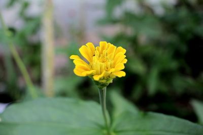 Close-up of yellow flowering plant