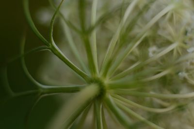 Full frame shot of plant