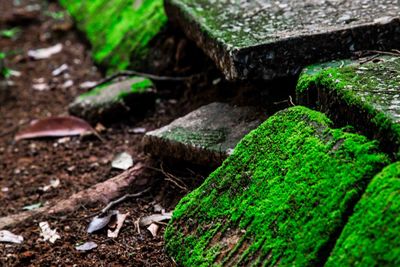 Close-up of fresh green leaves