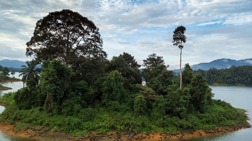 Trees by lake against sky in forest