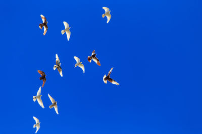 Low angle view of seagulls flying