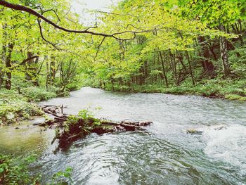 River flowing through forest