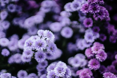 Close-up of purple flowering plant