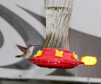 Close-up of bird on red feeder