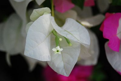 Close-up of white flowers blooming outdoors