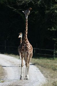 Giraffe standing in zoo