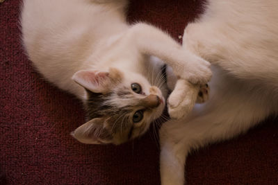 High angle view of cat relaxing on floor