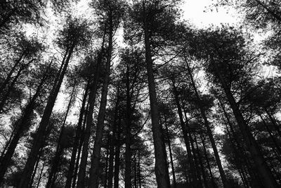 Low angle view of trees in forest