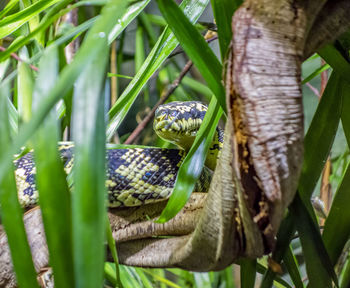 Close-up of lizard on tree
