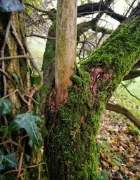 Close-up of moss growing on tree trunk