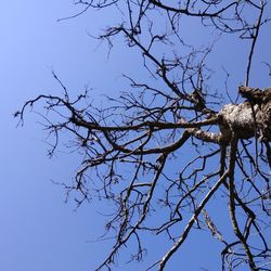 Low angle view of bare tree against clear blue sky