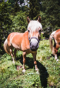 Horses standing in ranch