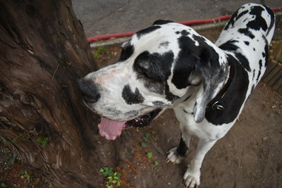 High angle view of dog on field