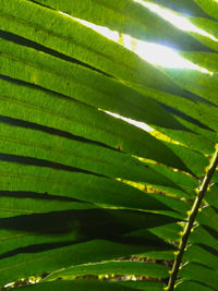 Close-up of green leaves