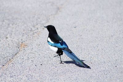 High angle view of bird perching on road