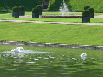 View of swan swimming in water