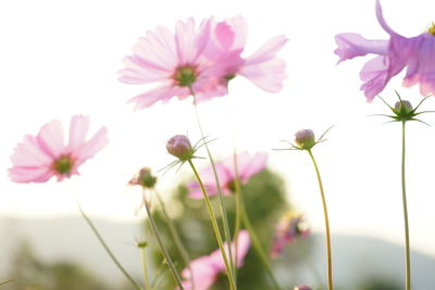 Close-up of pink cosmos flowers against sky