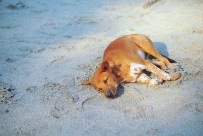 High angle view of a dog on beach