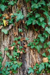 Close-up of ivy growing on tree trunk