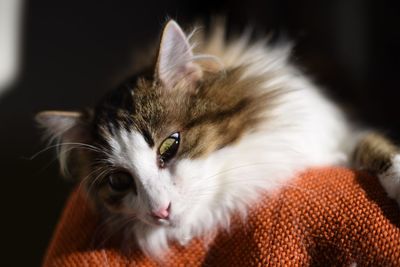 Close-up portrait of a cat