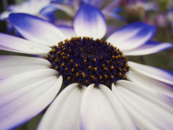 Macro shot of purple daisy flower