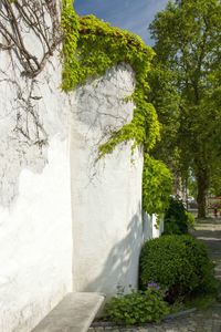 Creeper plants growing on wall in sunny day