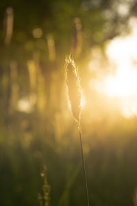 Close-up of stalks against sky at sunset