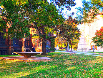 Trees in park during autumn