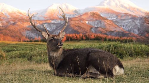 Stag sitting on grassy field against mountains