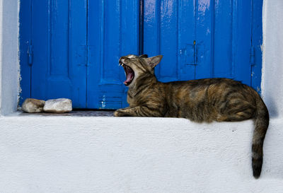 Cat sitting on wood