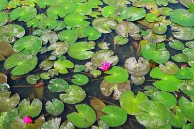 Water lily amidst leaves in pond