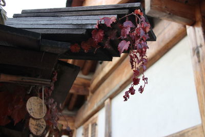 Low angle view of flowering plant hanging on roof of building