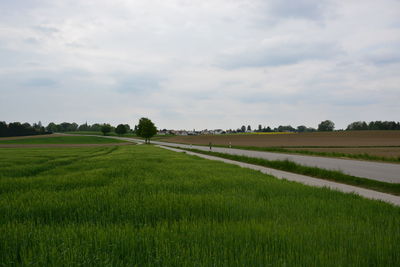 Scenic view of agricultural field against sky