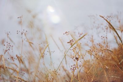 Close-up of flowers against blurred background