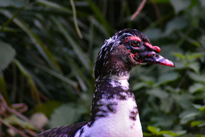 Close-up of a bird