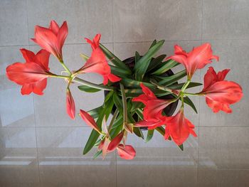 Close-up of red flowering plant in vase against wall