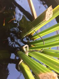 Close-up of a duck in a lake