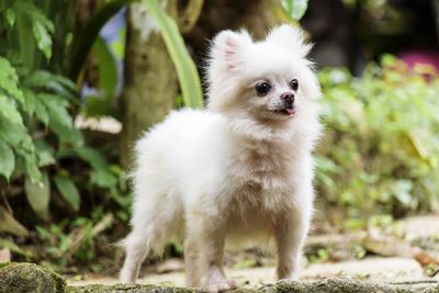 Portrait of a dog looking away