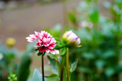 Close-up of pink flower