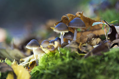 Close-up of mushrooms growing on field