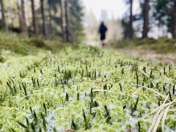 Close-up of wheat field
