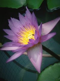 Close-up of lotus water lily in pond