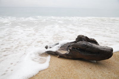 Scenic view of sea shore