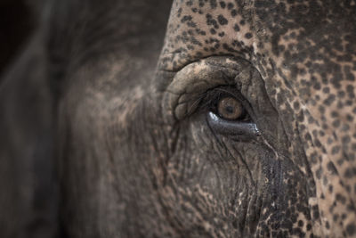 Close-up of elephant